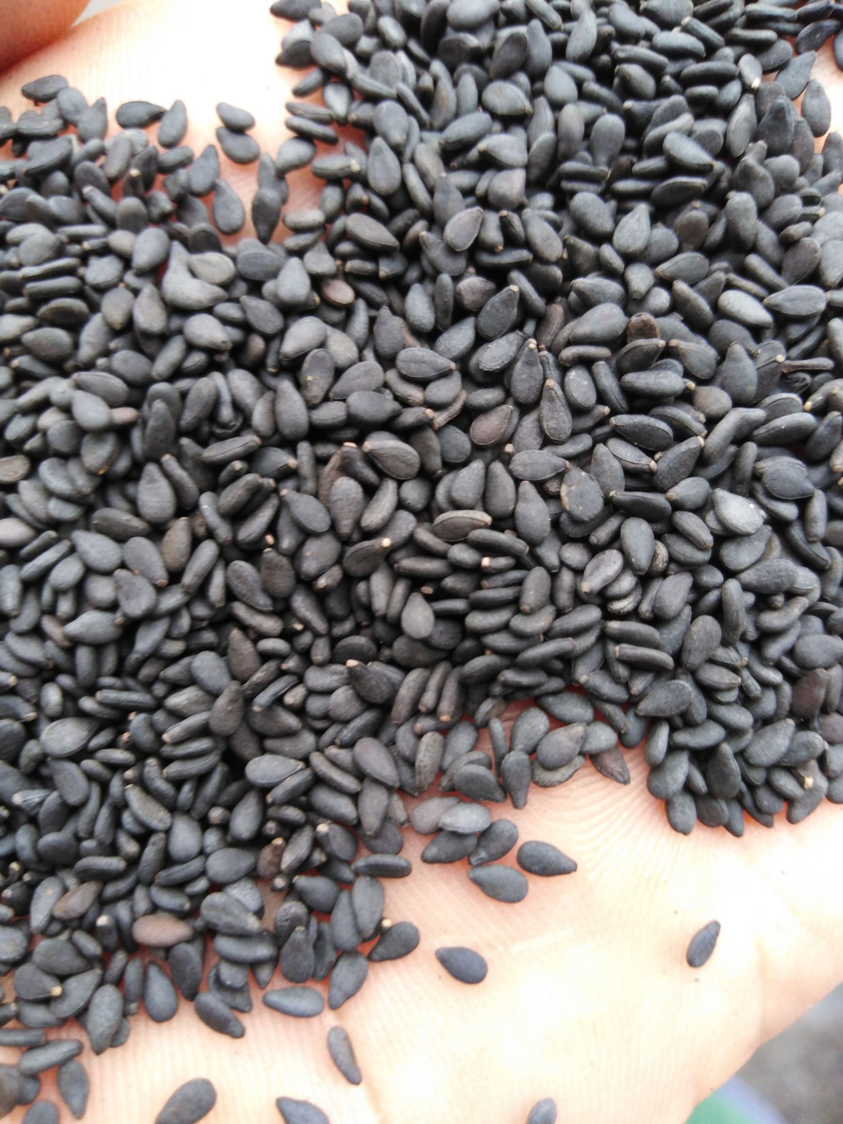 黑芝麻 今年新芝麻 熟黑芝麻  陆地自然成熟 开袋即食