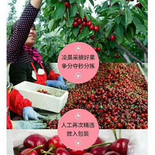 绛县 山西运城市绛县露天大樱桃美早上市，欢迎前来采