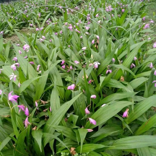 杭州紫花白芨苗