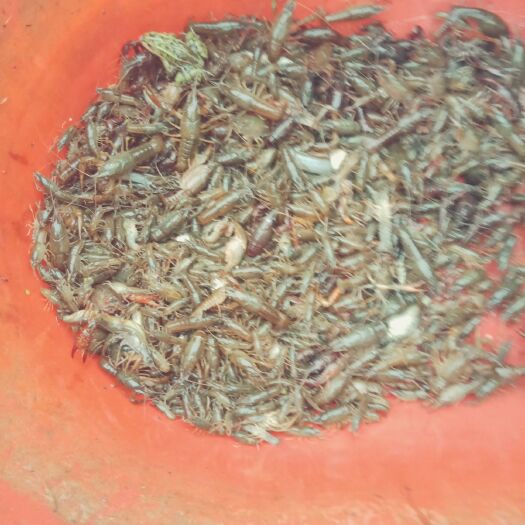 沭阳县 清水小龙虾，虾苗，种虾
