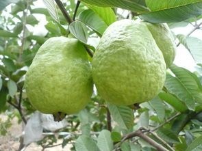 灵山县 红心 番石榴树果苗南方种番石榴苗红心珍珠嫁接苗当年结果