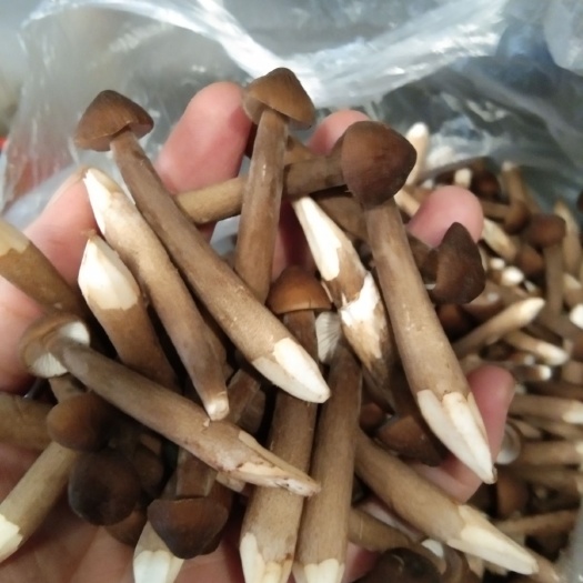 清远 黑皮鸡枞菌