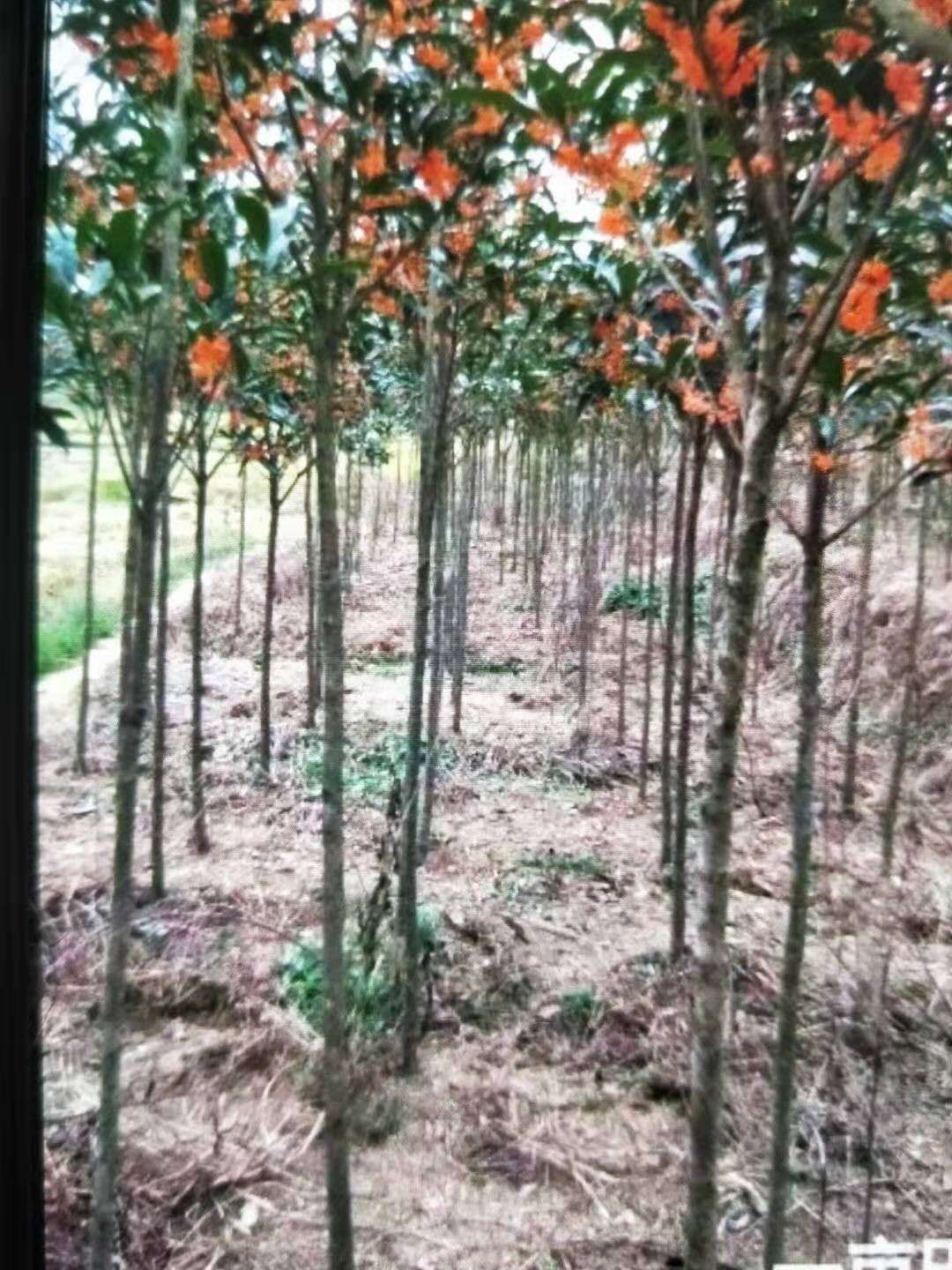 红花丹桂树，血桂树，大量供应