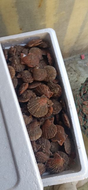 威海深海海鲜 山东威海扇贝，牡蛎，海鲜，批发商行