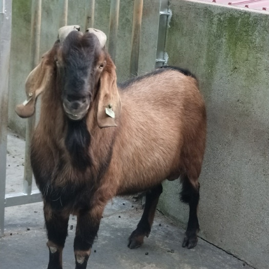 旬阳市羊肉类 生肉