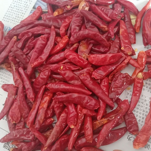 柘城县 三樱椒(微辣)新一代(中辣).朝天椒