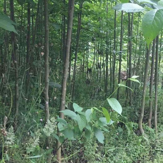 汉中杜仲苗 杜仲