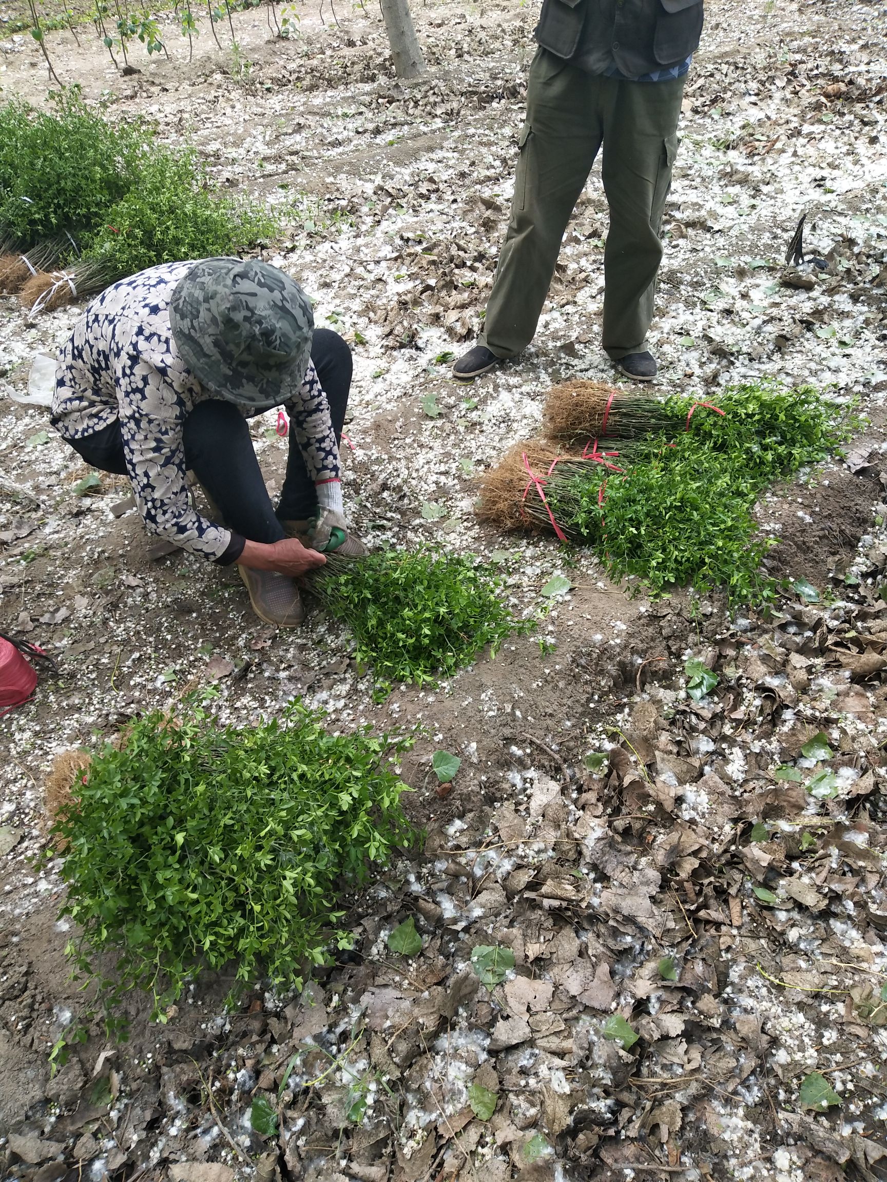 枸橘苗 绿化苗木枸橘树苗自家苗圃起苗