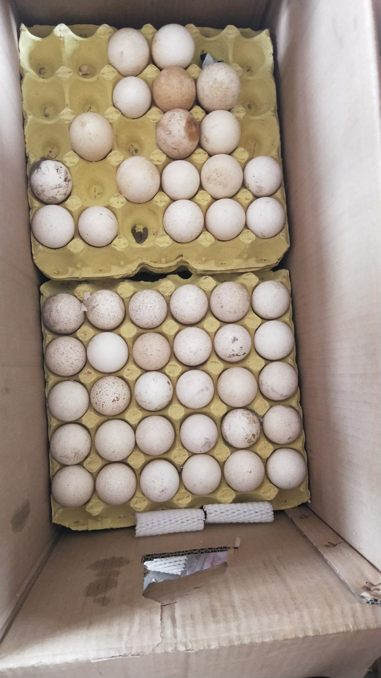 济南 火鸡蛋 可孵化可食用 青铜鸡蛋 贝蒂娜鸡蛋 尼古拉鸡蛋