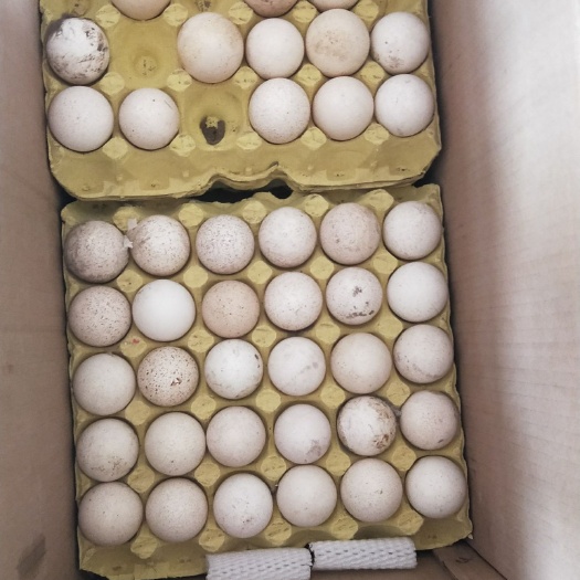 济南 火鸡蛋 可孵化可食用 青铜鸡蛋 贝蒂娜鸡蛋 尼古拉鸡蛋