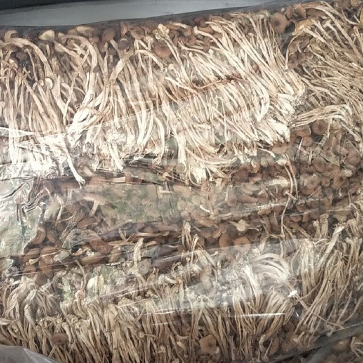 韶关广昌3号茶树菇  茶树菇