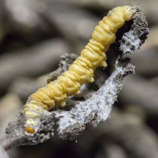 拉萨 🌾 🌾 虫草该吃新鲜的🐛🌿中医认为：“万物相生相养