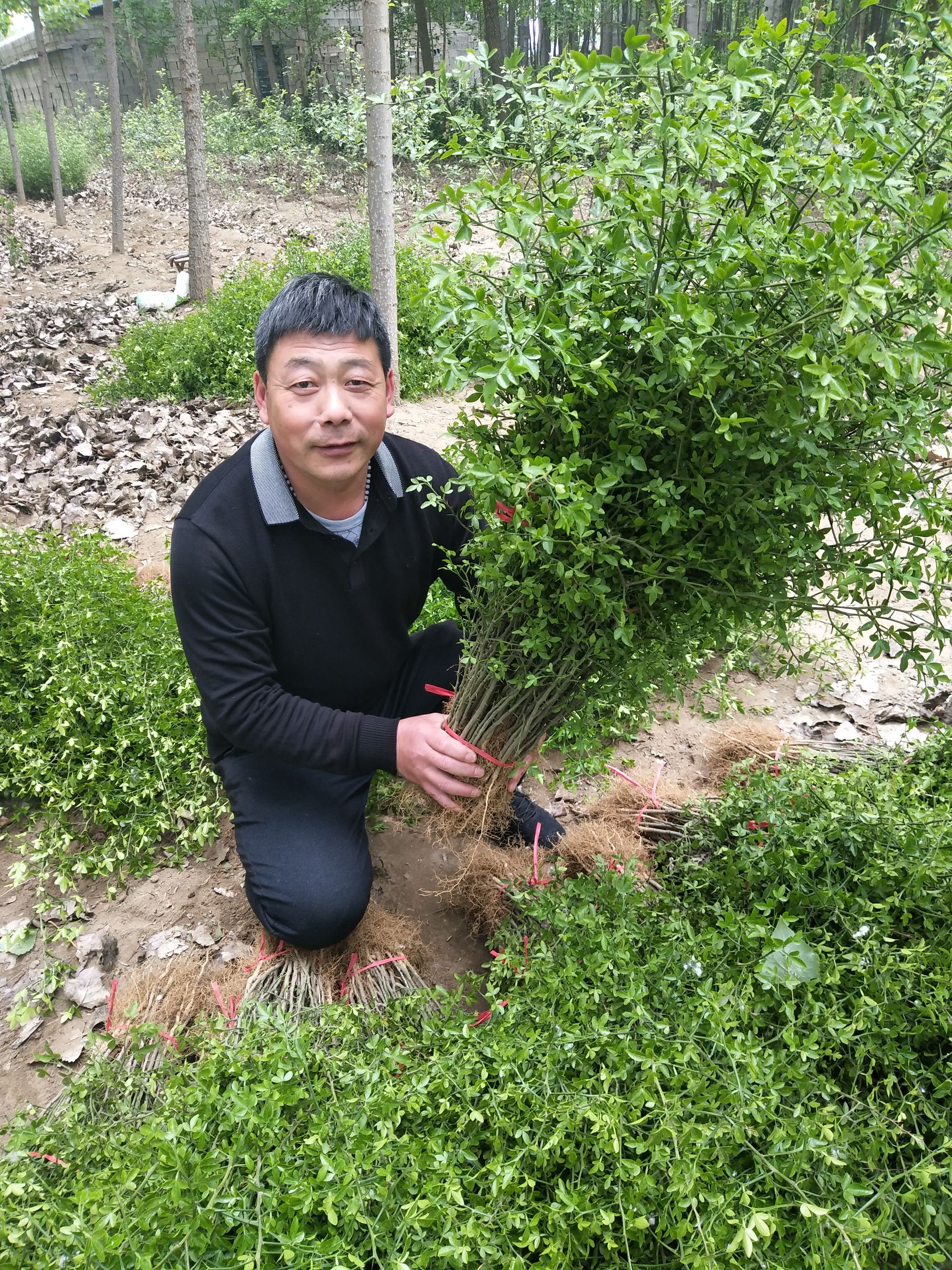 枸橘苗 绿化苗木枸橘树苗自家苗圃起苗