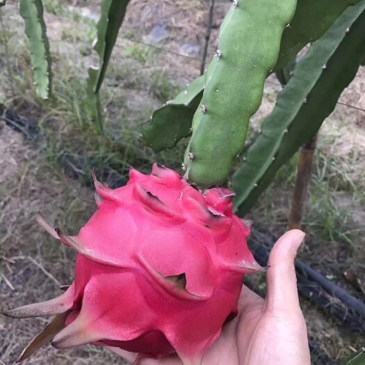 容县红皮红肉火龙果苗  金都一号火龙果苗 自花授粉