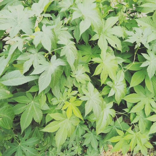 金秀县甜茶