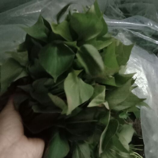尉氏县龙薯9号红薯苗 15~25cm