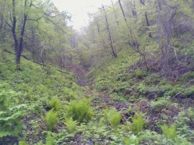 野生蕨菜 天然气候变化形成野生可食用植物菌类，土生土长土养的动植物