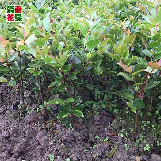 洪江市 茶梅