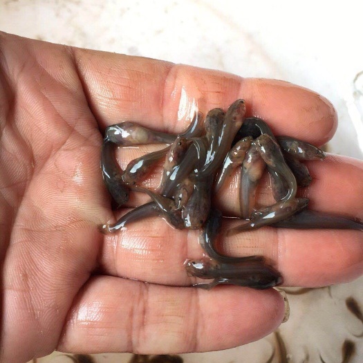 中山市 埃及鱼苗，埃及塘鲺苗，质量保证，价格优惠！量大从优！