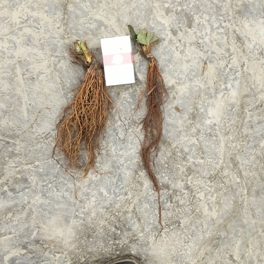 西安蒙特瑞草莓苗 西安茂林农业发展有限公司千亩草莓育苗基地