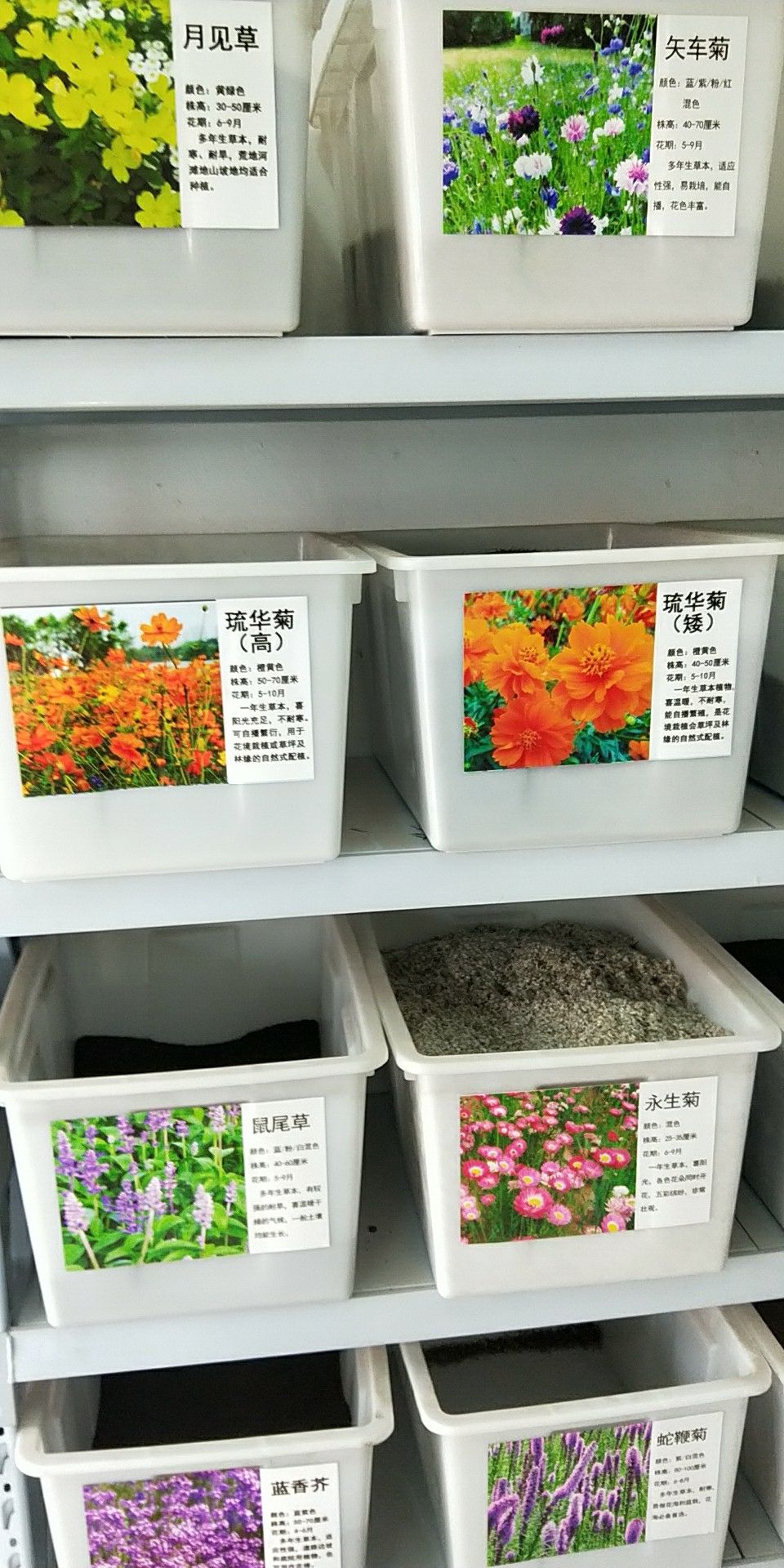 水生鸢尾 浩宇种业有限公司，常年批发及零售，花卉林木种子，及水生植物种