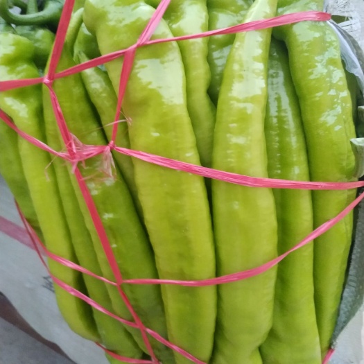菏泽黄皮辣椒 20cm以上 中辣 黄色