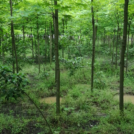 池州美国红枫
