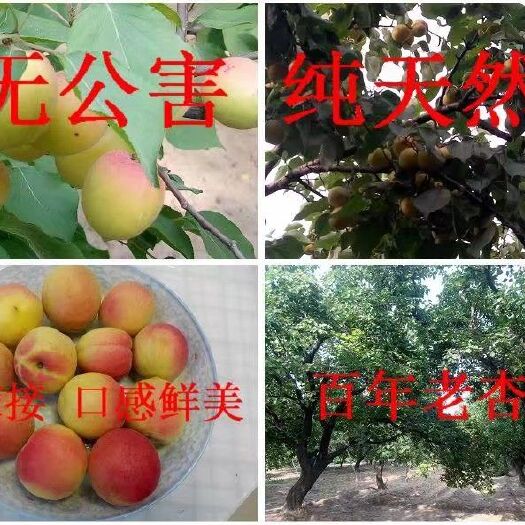 临清市 预订2019年百年古树麦黄杏，截止日期2019年6月5号前