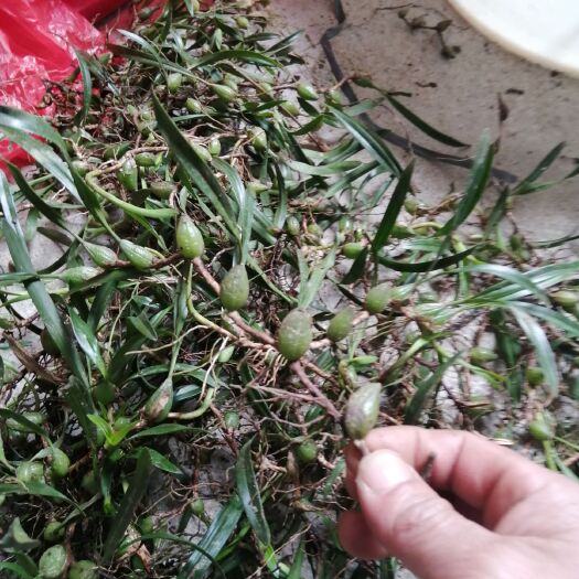 连山县广东双叶小果石橄榄