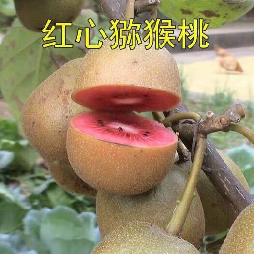 灵山县红心猕猴桃苗 嫁接苗