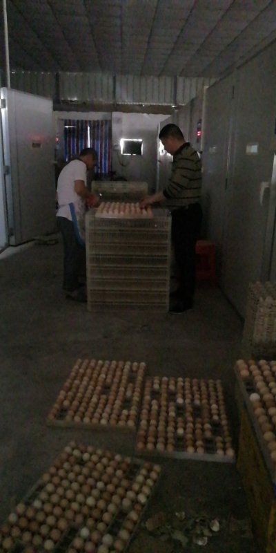 K9鸡苗  麻黄鸡苗 882鸡苗 出壳打疫苗 下单就送2% 诚信经营