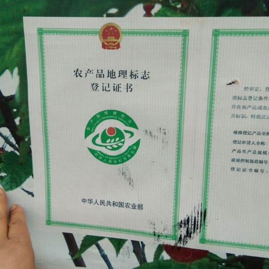 绛县 先锋樱桃