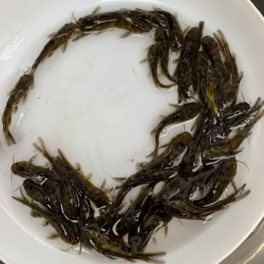 台山市 黄骨鱼苗，