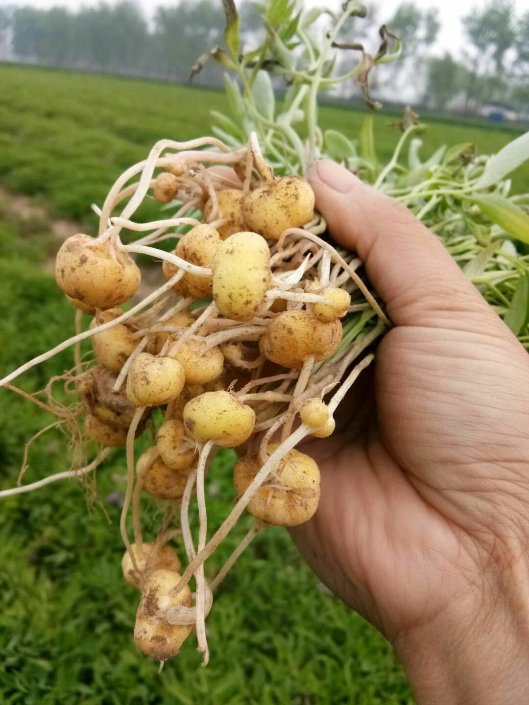 西洋海笋种子 出售图片