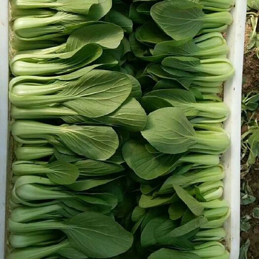 曹县 上海青，小白菜，油麦菜，菠菜，常年供应