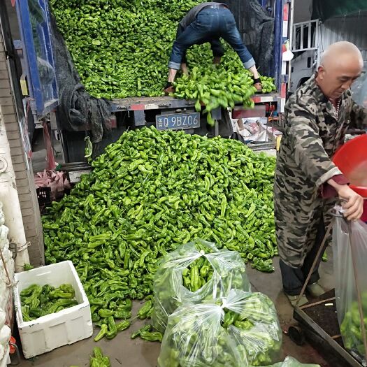 兰陵县 薄皮辣椒