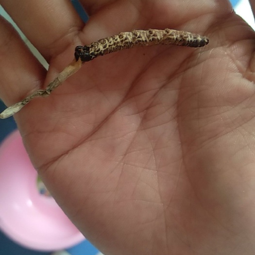 凯里市冬虫夏草 干