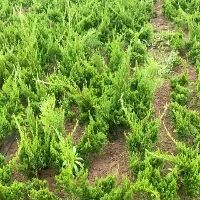 沭阳县 30～50高龙柏苗大量上市