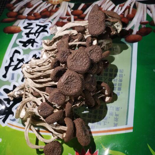 上饶 精品茶树菇批发