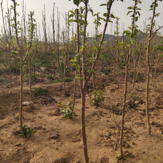 秦皇岛123苹果树苗 123苹果苗