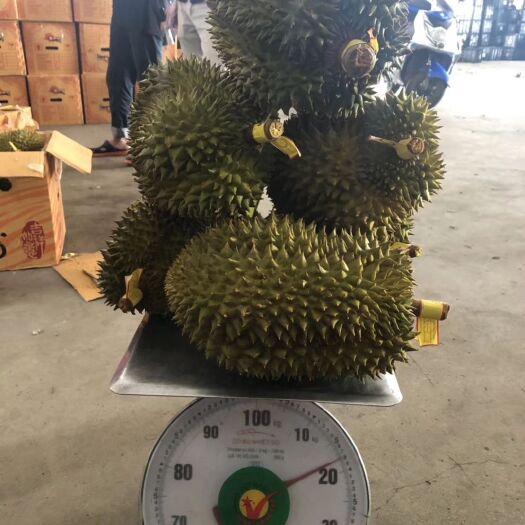 凭祥市金枕榴莲  泰国金枕头榴莲