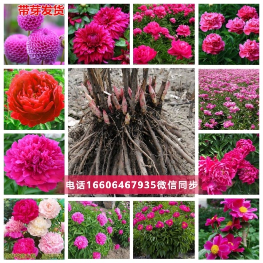 平邑县多花芍药  芍药花！带花苞，适合南北方种植！基地直供量大从优！保湿发货