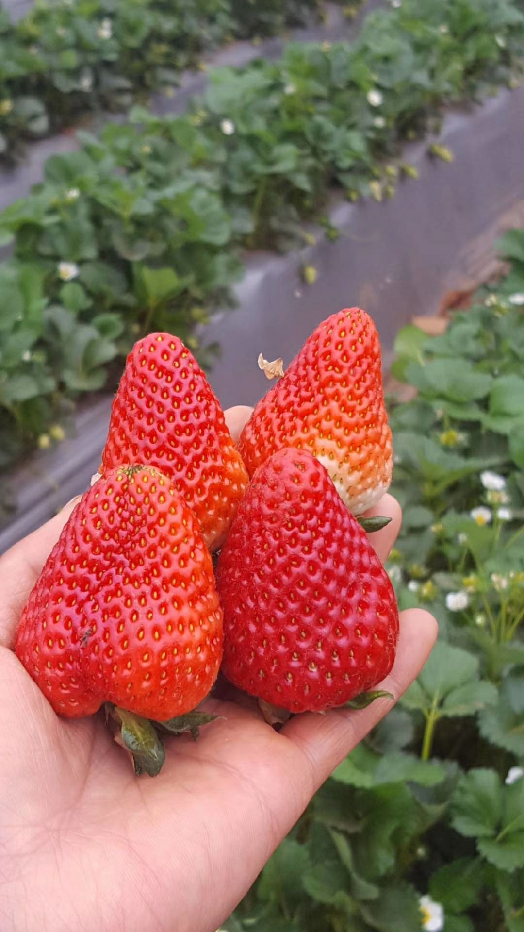 蒙特瑞四季草莓