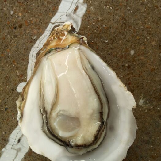 佛山湛江牡蛎 湛江生蚝，美味可口价格优惠欢迎咨询
