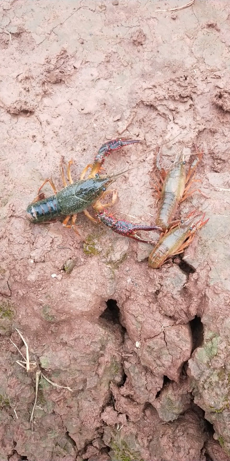  生态小龙虾-重庆当天发货