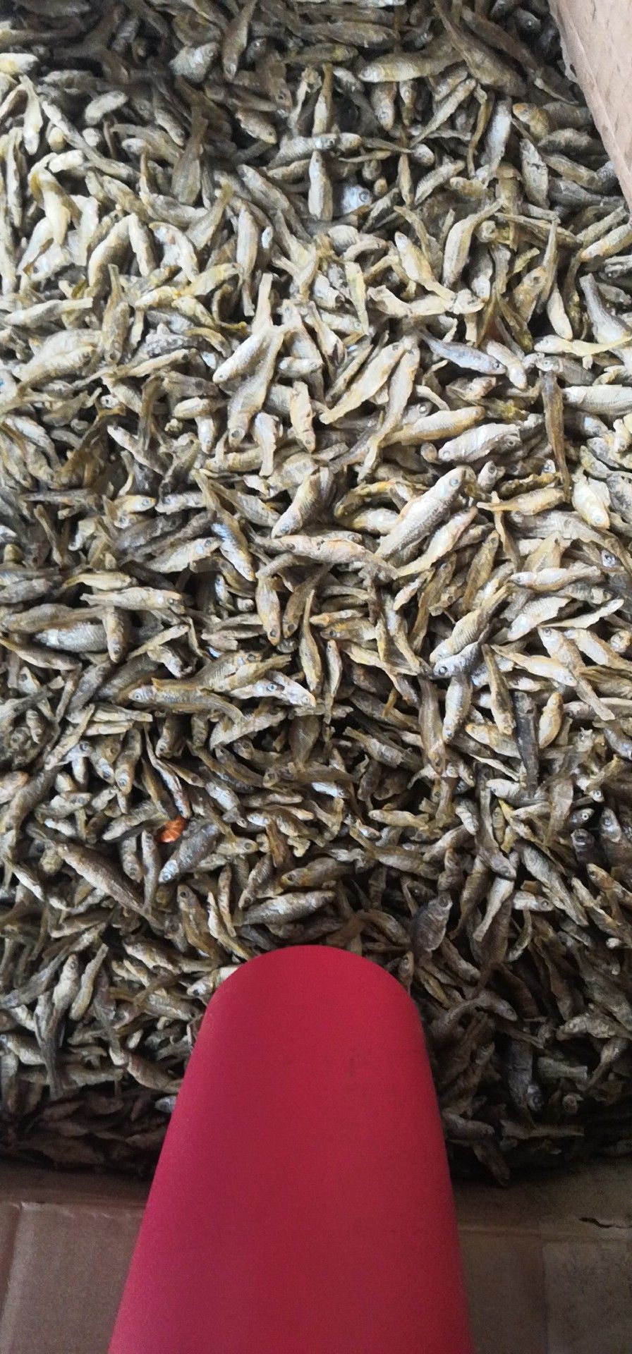 鱼干类 精品麦穗鱼