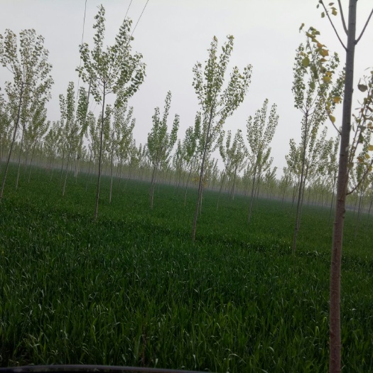 旱地 土地肥沃，交通便利，