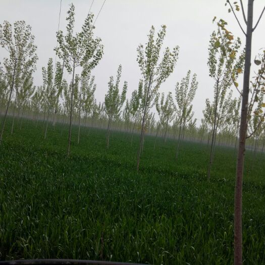 东光县旱地 土地肥沃，交通便利，