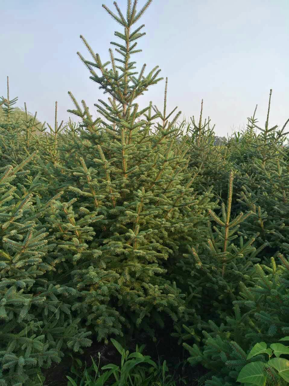  自家种植云杉,柳树苗，树形好，成活率高，适合各种绿化