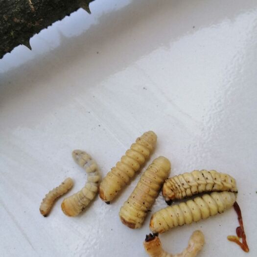 麻江县斗米虫